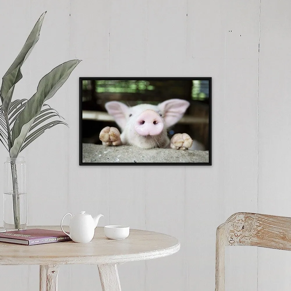 "Curious little pig, Philippines" Black Float Frame Canvas Art