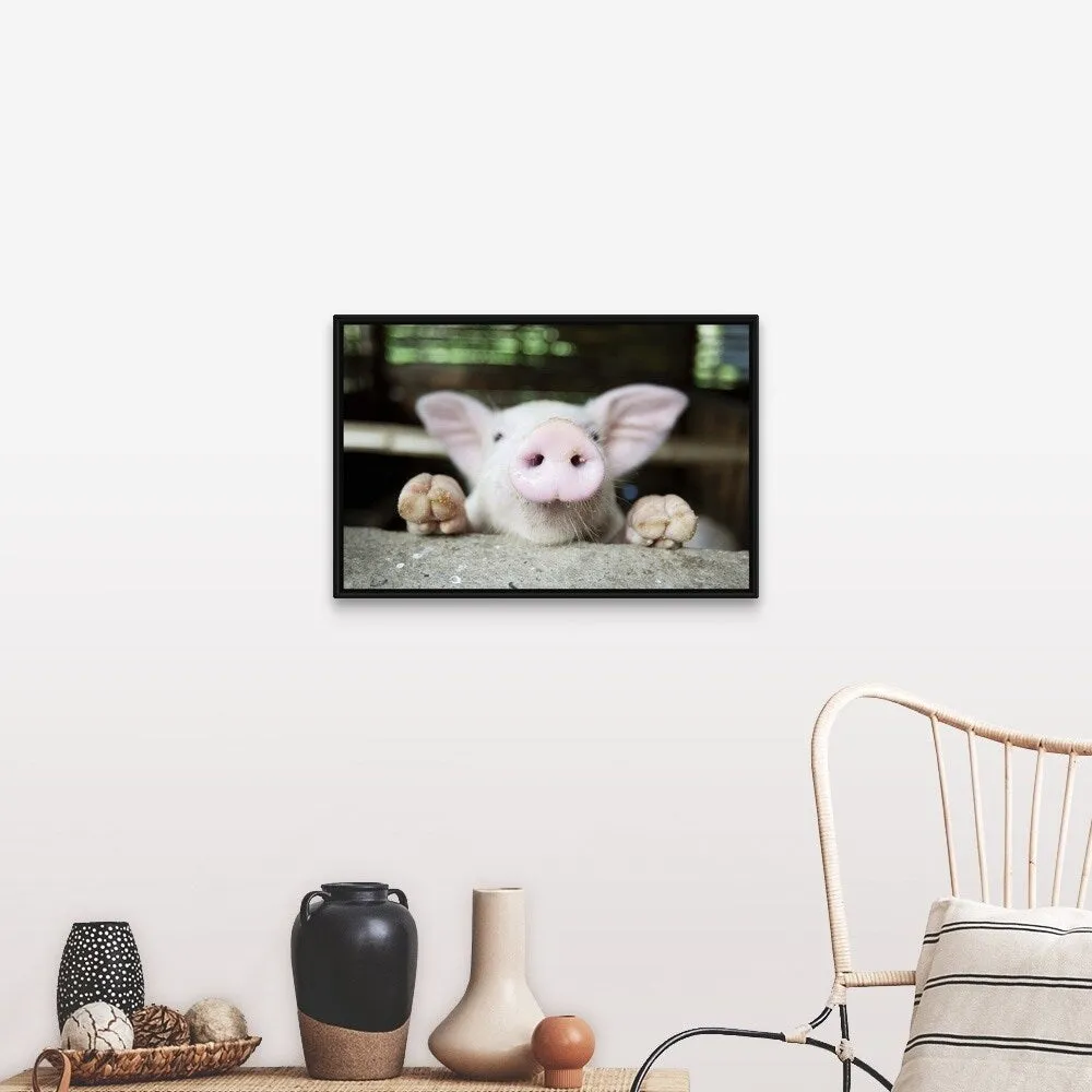 "Curious little pig, Philippines" Black Float Frame Canvas Art