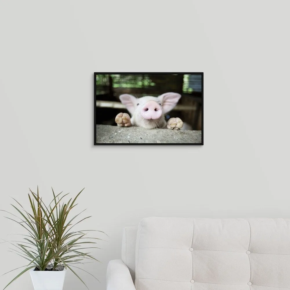 "Curious little pig, Philippines" Black Float Frame Canvas Art