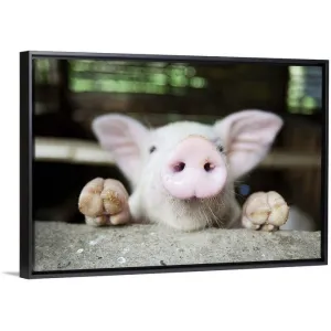 "Curious little pig, Philippines" Black Float Frame Canvas Art