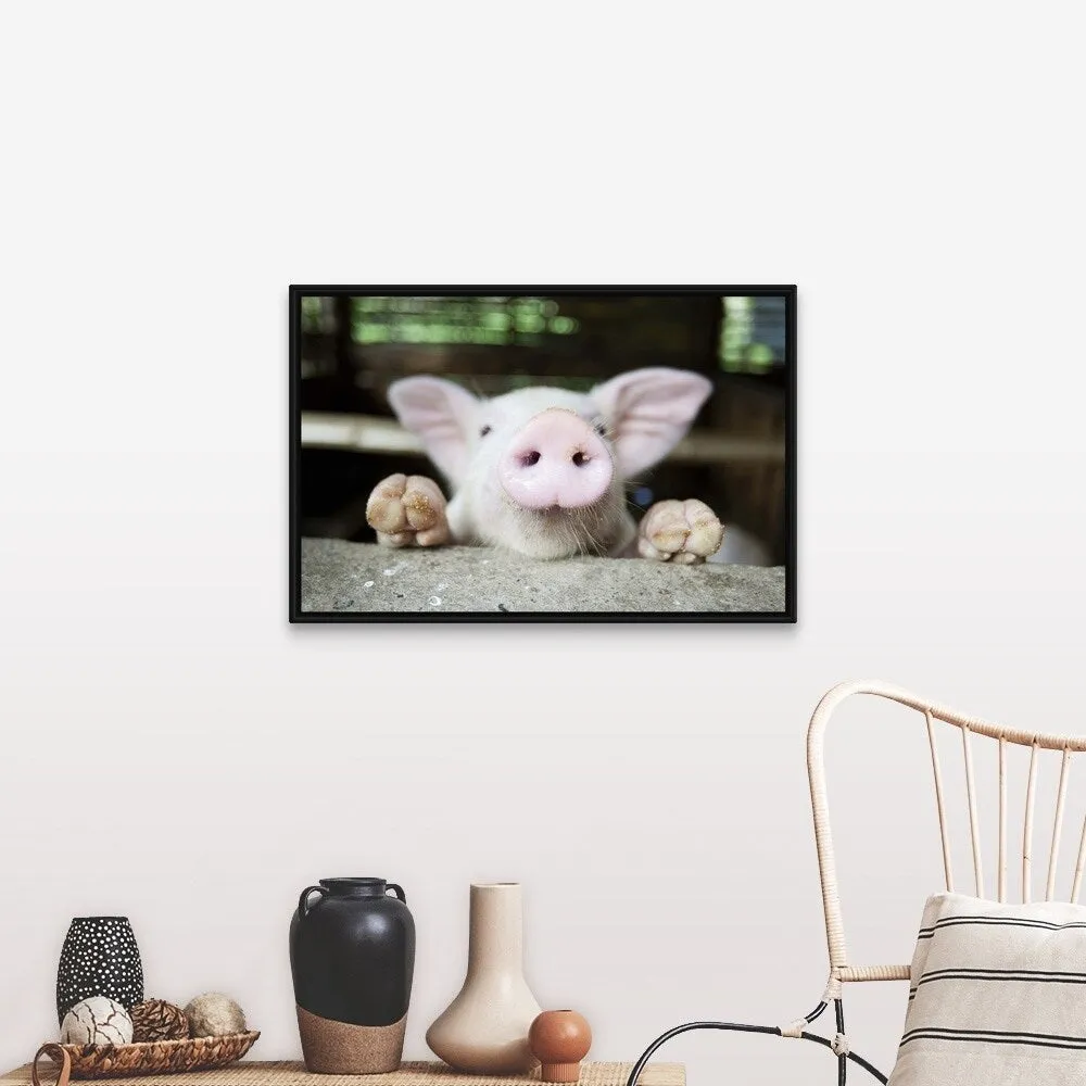 "Curious little pig, Philippines" Black Float Frame Canvas Art