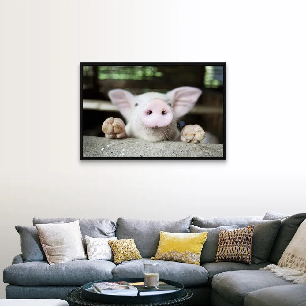 "Curious little pig, Philippines" Black Float Frame Canvas Art
